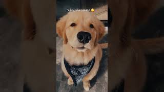 You are so 😍beautiful ❤ !!!!!#animallover #dogviralvideo #trendingvideo #VIRALINSTAVIDEO #ytshorts