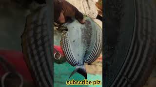 lovely fish #shorts #viral #youtubeshorts #fish #love #shortsfeed #viralvideo #sea #youtube #reels