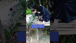 দুই সংসার কুকুরের ফানি ভিডিও 🐕 dog funny video #youtubeshorts #trending #shorts #ytshorts 2025