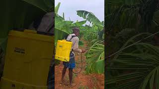 fertilizer  spraying to arecanut plants intercrop with redbanana