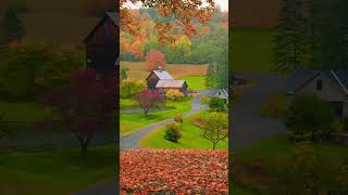 Sleepy Hollow Farm, VT | Light Rain & Falling Autumn Leaves 🍂🌧 #asmr #autumn #rain