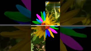 How to Edit Creative mobile photography Editing tutorial | SunFlower Colour grading | #FlowerEditing