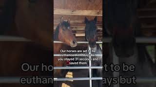 #horses #shelter #sanctuary #animalsoftiktok #horsefarm #savehorses #horselovers