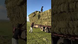 #Agriculture rural areas and farmers#Douyin helps farmers#Creative inspiration