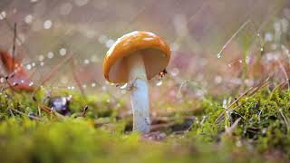 10 Hours of Relaxing Music & Rain Sounds, Deep Sleep Music " Beautiful Mushrooms In The Rain "