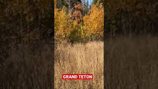 GRAN TETON NATIONAL PARK #retiredlife #active #jubilados #nationalpark #grandtetonnationalpark