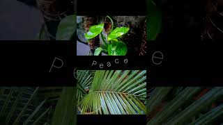 Rain Drops Dancing on Leaves| Nature's Calm #shorts  #nature #rainonleaves