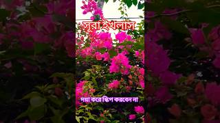 Read or listen Surah Ikhlas three times, #shares #viralvideo #foryou