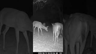 ああ、夜に2頭の鹿がキスをしている
