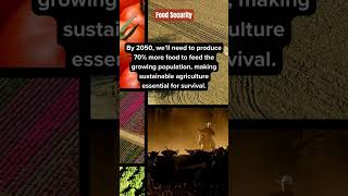 🌍 Food Security: A Global Priority 🌍