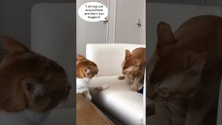 "Top Cat Rules"