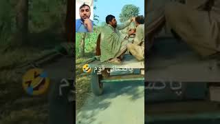 Donkey's artistic videos #fannyteam 143#foryou #shartvideo #1000subscriber #comedy #donkey #cat