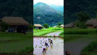 #রাঙ্গামাটি #music#love #song #cute #music #love#বাংলা_গান #পল্লিগীতি#পল্লীগ্রাম #bangla  #viralpost