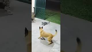 tiger vs cat fight👊 #tigervscrocodile #tigervscat👊 #tigerfight #dangercat #dangercat #catpower #cat😼