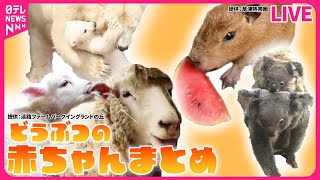 【どうぶつの赤ちゃんまとめ】カピバラの赤ちゃん、初めて食べるスイカ / 赤ちゃんヒツジが“頭突き”特訓/ パンダの赤ちゃん20頭を公開　など――どうぶつニュースライブ（日テレNEWS LIVE）