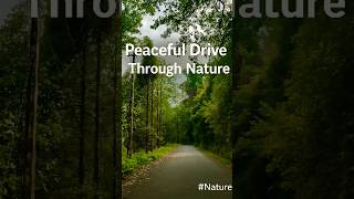 Peaceful Drive Through Nature | Relaxing Forest Road Trip #shorts #nature #viralvideo