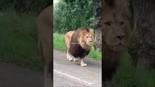 what will you do? 🦁🥺