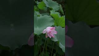 Why This 30-Second Clip Went Viral 🌊 | #EmotionalJourney #Shorts