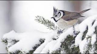 Beautiful Piano Music & Birds Sounds, Deep Sleep Music " Little Bird In The Snow " By OCB Relax