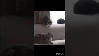 #catfight #cats #catshorts #catpets
