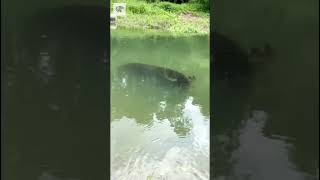 水牛の水泳 - mouse1121経由
