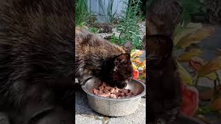 Cat Eating Cat Food 🐱 🥫 #cat #cats #shorts