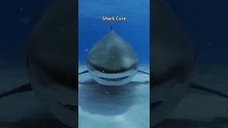 Shark Core. 🦈🦈#shark #seaanimals #wildlife #funnypets #cuteanimal #aquarium #cute