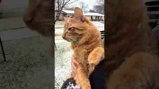 このふわふわの探検家は、冬のワンダーランドを見つけました❄️❤️#猫 #雪 #かわいい #面白いペット #猫好き
