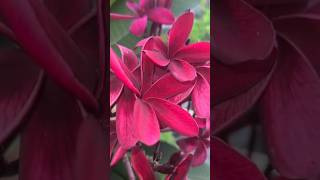 গুলবাহারের লাল কাঠগোলাপ।Plumeria rubra or red frangipani or red temple tree. #flowers #ilovemywork