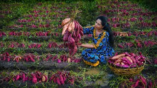 Satisfying Sweet Potato harvest to make Honey Pudding and easy Sweet Chips in 2 ways| Traditional Me
