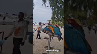 #abroad #life #famous #parrot #island #views #viral #shorts #viralvideo #trending #love #shortsfeed