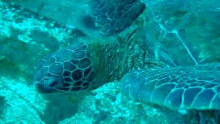 Sea Turtle in Maui, Hawaii