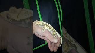 Gecko Shorts #CrestedGecko #GeckoLovers #ReptileShorts #TriColor #GeckoShorts #Laserpets #CoolAnimal