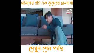 মালিকের প্রতি কুকুরের ভালবাসা দেখুন❤