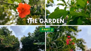 The Garden 🏡 Cinematic video Part - 2| Nature B roll #youtube