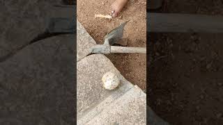 Peeling a Coconut with old Spade #shorts