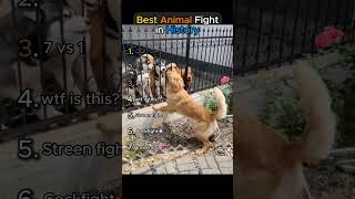 Best Animal Fight in History