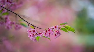 FLOWERS VIDEOS 4K HD