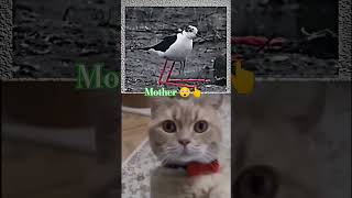 mother 😲👆✅💔 #lion #viral #cover #music #cricket #freefire
