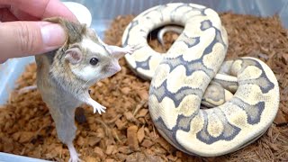 1年拒食している蛇に特別なマウスを入れてみると…