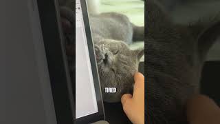 Tag a cat that sleeps more than him #britishshorthaircat #cutecat #catsleeping #lazycat