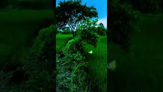 kabhi jo badal barse song 💫🌲🌿🥰#kabhijobadalbarsesong #WhatsAppstatus #WhatsApp #status #agriculture