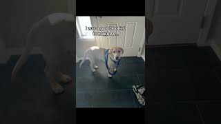 #dogtrend #puppy #animaltok #instahappy #dogs