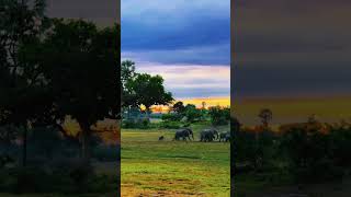 Small Steps Big Adventure! #travel #elephants #incredibleindia #africa #safari #junglesafari
