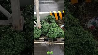 rain #shortvideo #youtubeshorts #for #foryou