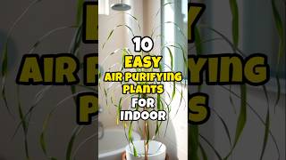 Best air purifying plants easy to grow indoors / Easy air purifying plants for home #short