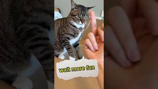 Never do this with your cat.😳🤣 #americanaudience #animallovers #crazyclips