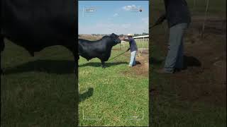 ⭕ BRANGUS CATTLE Brahman X Angus✅ Biggest Bulls And Cow #bulls #cows #redangus #brahman #angus