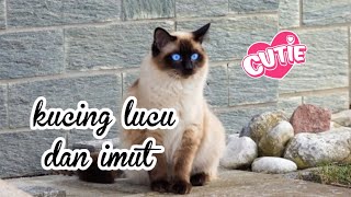 🥰 kucing lucu dan anak kucing lagi makan 🥰