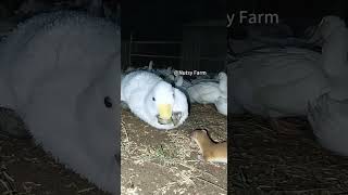 Cat: Don’t you think I’m cute? #Cat #RecordMyRuralLife #CutePets #CatActsCute #RuralPetDaily